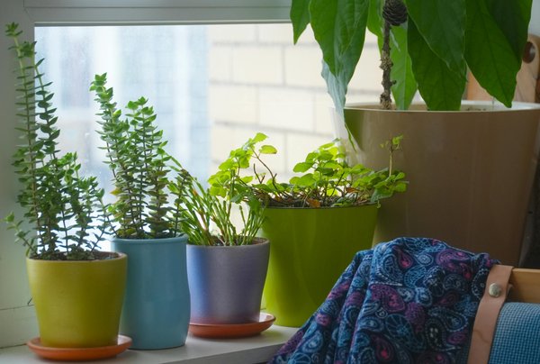 Peperomia ou pilea : quelle plante choisir pour votre intérieur ?